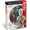 Anatomimodell - Torso