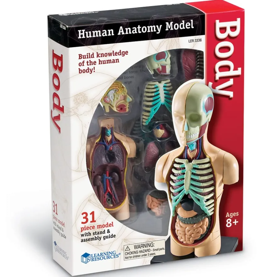 Anatomimodell - Torso