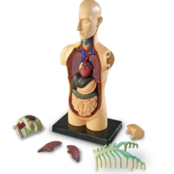 Anatomimodell - Torso