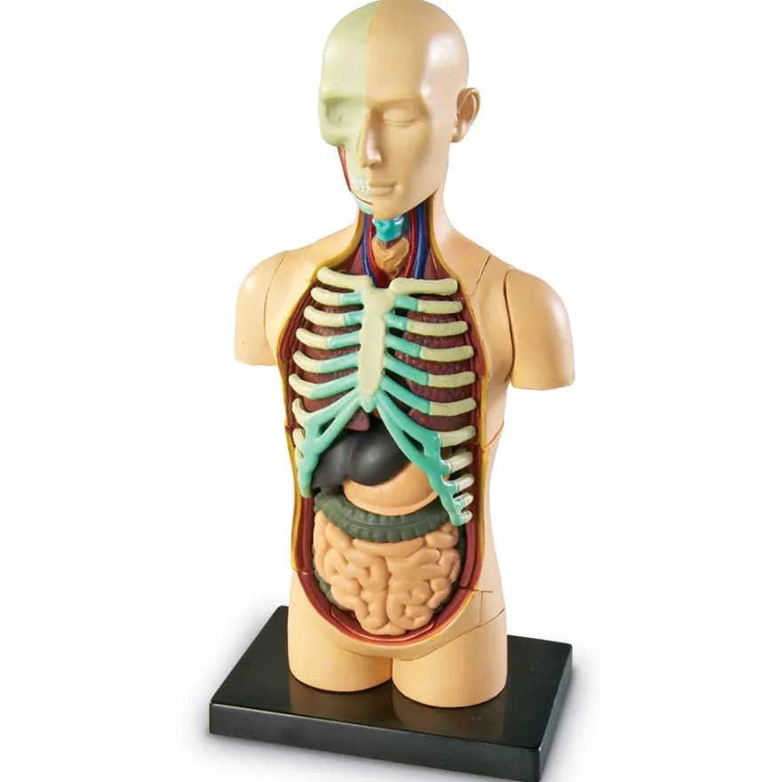Anatomimodell - Torso