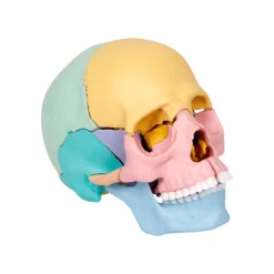 Anatomisk modell - Kranium, 17 delar