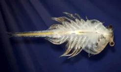 Aqua Dragons i akvarium med LED-ljus