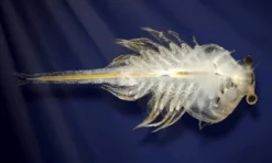 Aqua Dragons i vulkanakvarium med LED-ljus