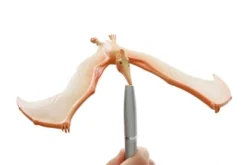 Balansfågel - Flygödla Pteranodon