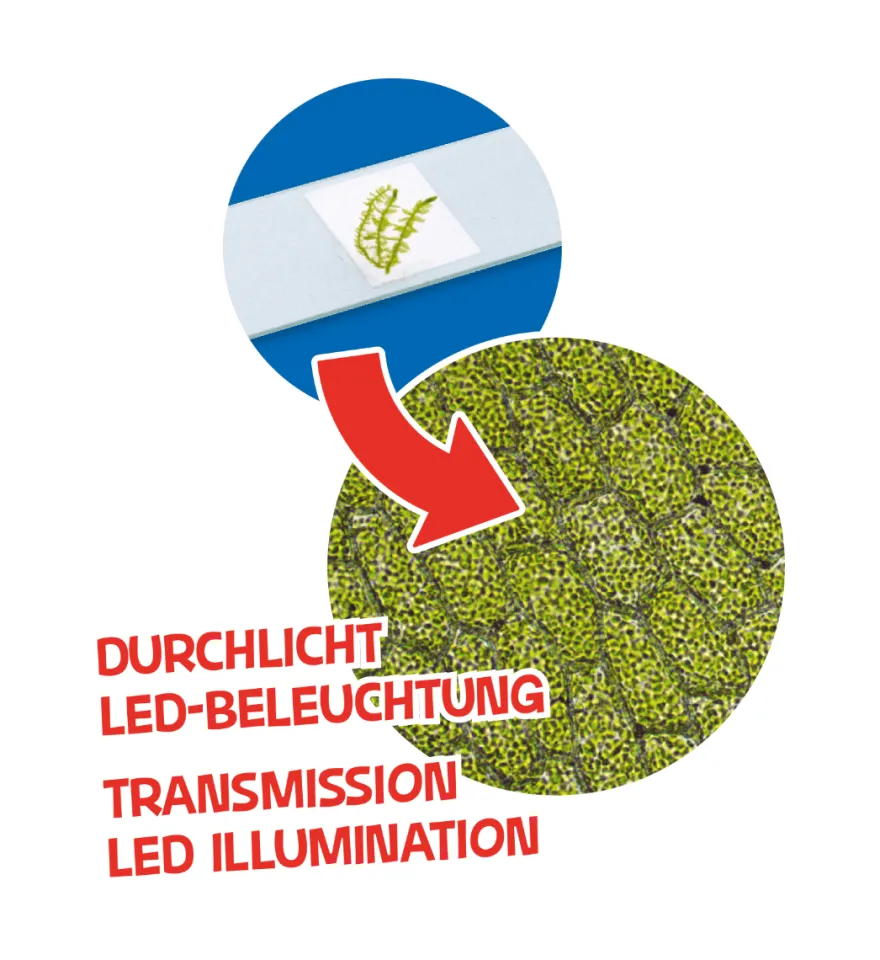 Barnmikroskop med LED, 40x-640x - Inkl. tillbehör