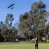 Glidflygplan - Haj