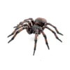 Husspindel - L: 6,3 cm