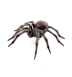 Husspindel - L: 6,3 cm