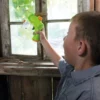 Insektssugare