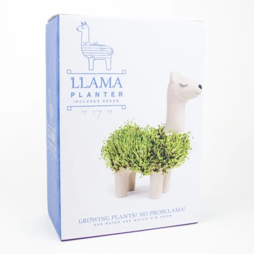 Odla chiakrasse på en lama