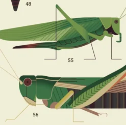 Upptäcktsaffisch med stickers – Insekter