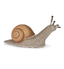 Vinbergssnäcka - L: 6 cm