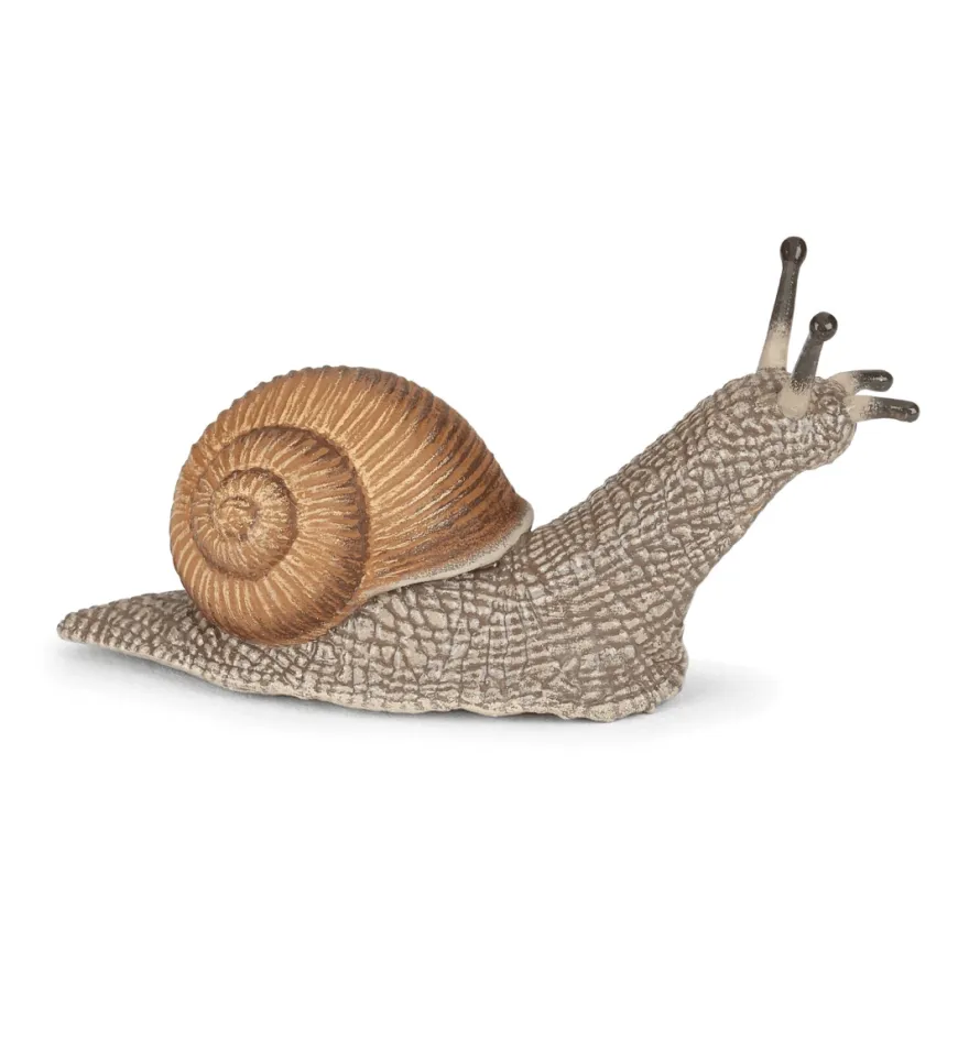 Vinbergssnäcka - L: 6 cm