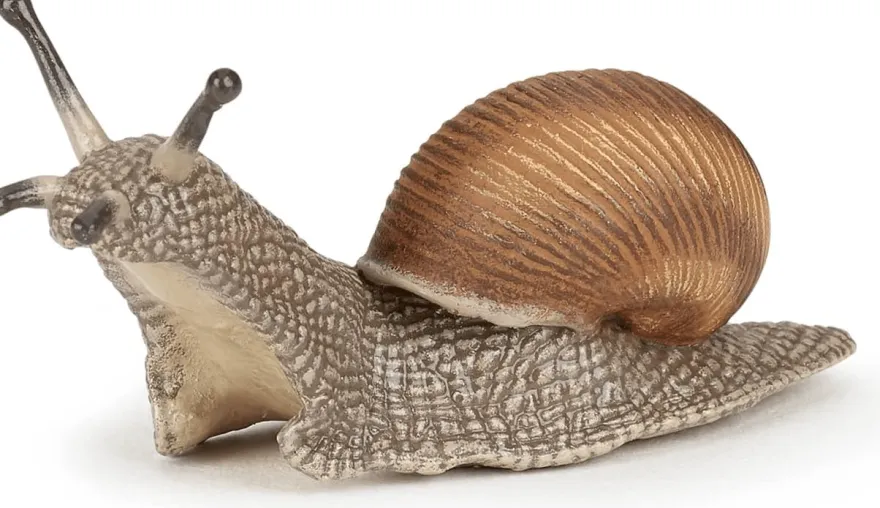 Vinbergssnäcka - L: 6 cm